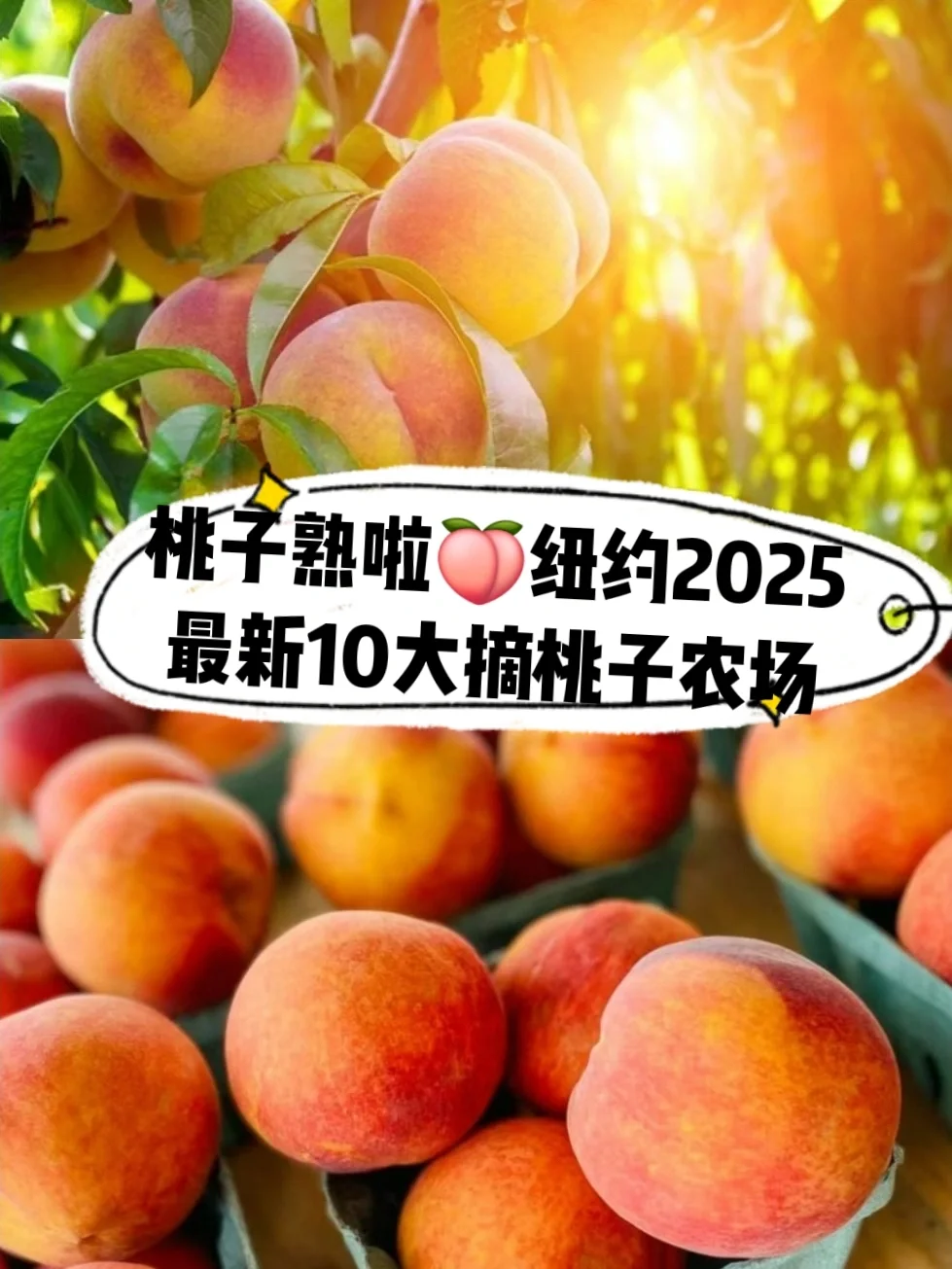 桃子熟啦🍑纽约2025最新10大摘桃子农场
