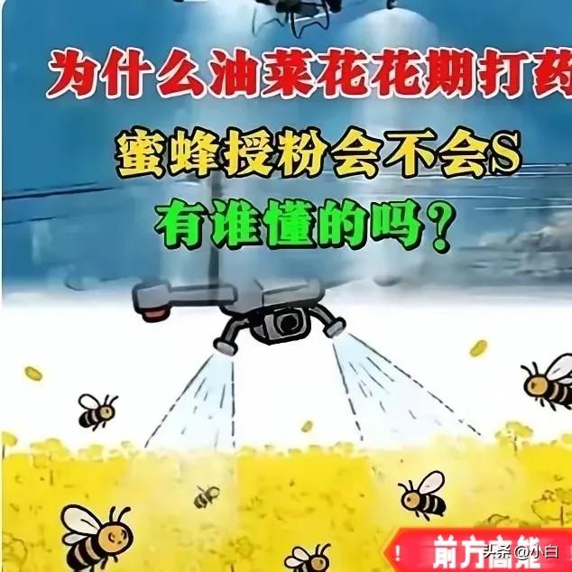 官方回应油菜喷药致蜂农损失惨重！在国际形势非常紧张的情况下。这事绝不简单！
油菜