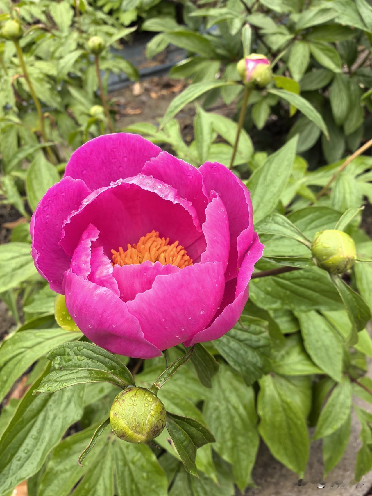 人物是唯一能把动物养成宠物，和煮成食物的动物

在昆明呆过一段时间，最喜欢做的一