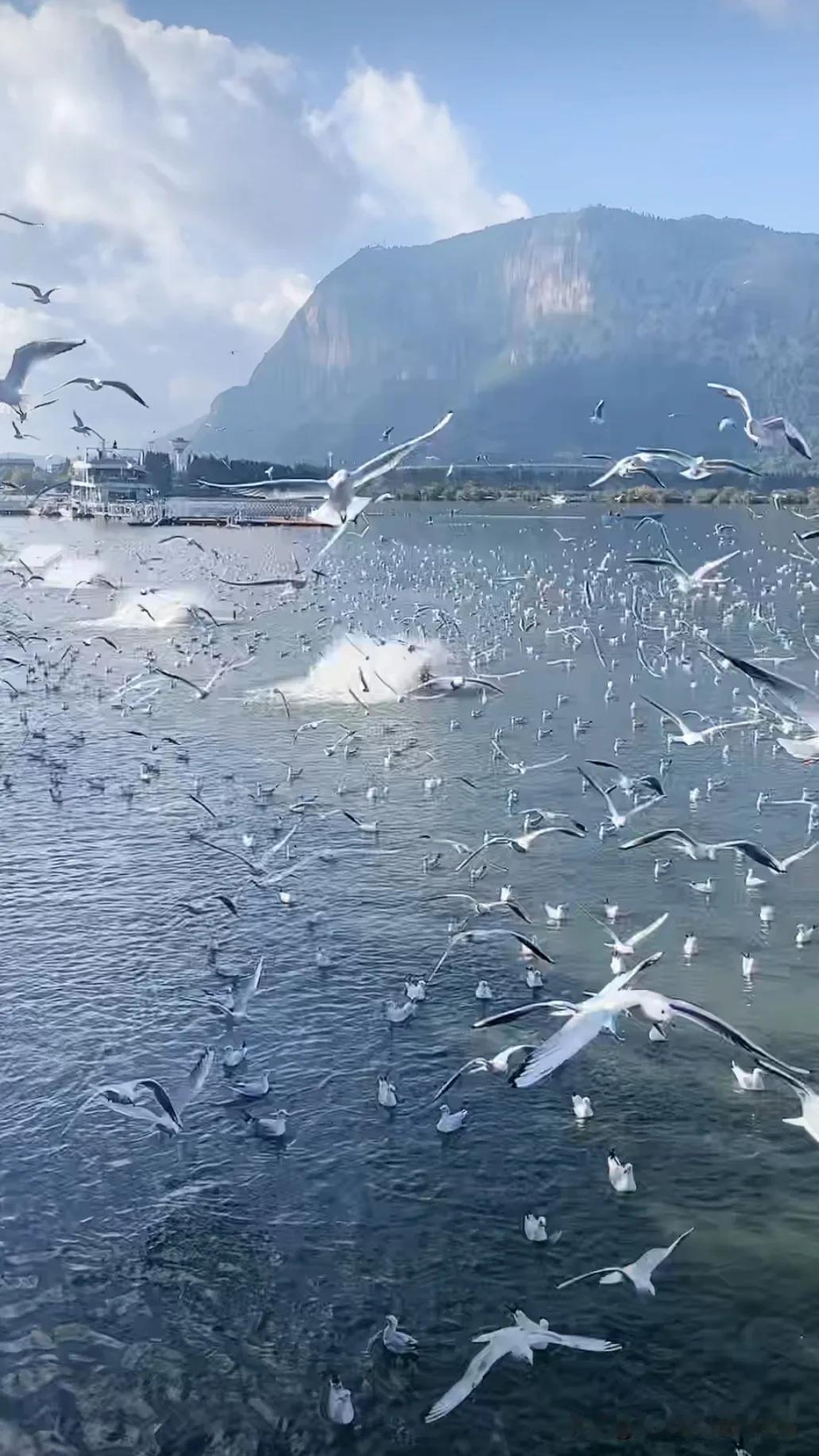 湖畔白鹭齐飞舞，山水相映画中游。白鹭飞处是仙境 彩云拌海鸥！ 白云似鸟飘 两只白