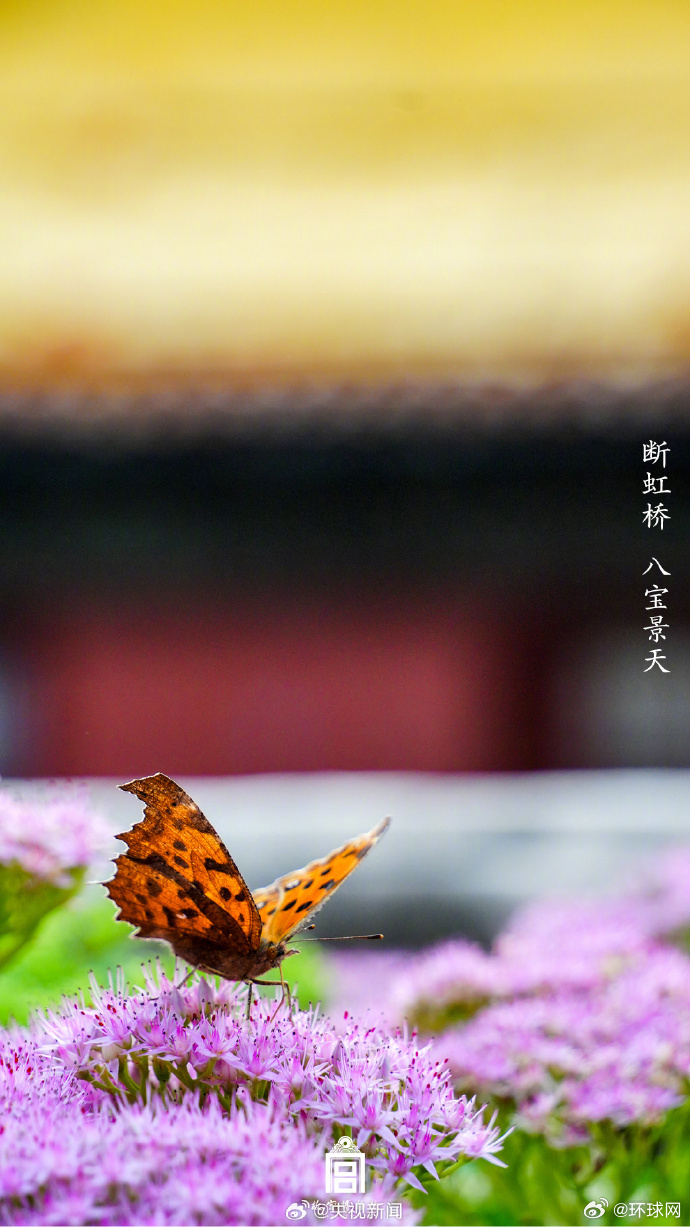 #这就是中国人的浪漫#【转发收藏！#有一种美好叫故宫的花开了#】二月兰、金银忍冬