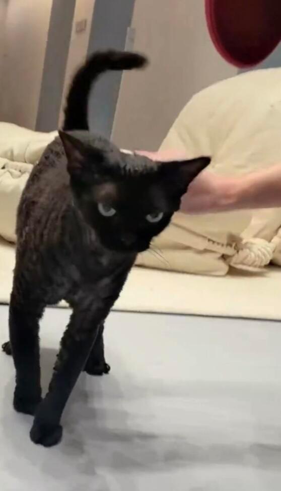 华晨宇语音里的猫叫声 华晨宇你这样我会觉得在剧透哦，真的好日常的一段语音分享啊 
