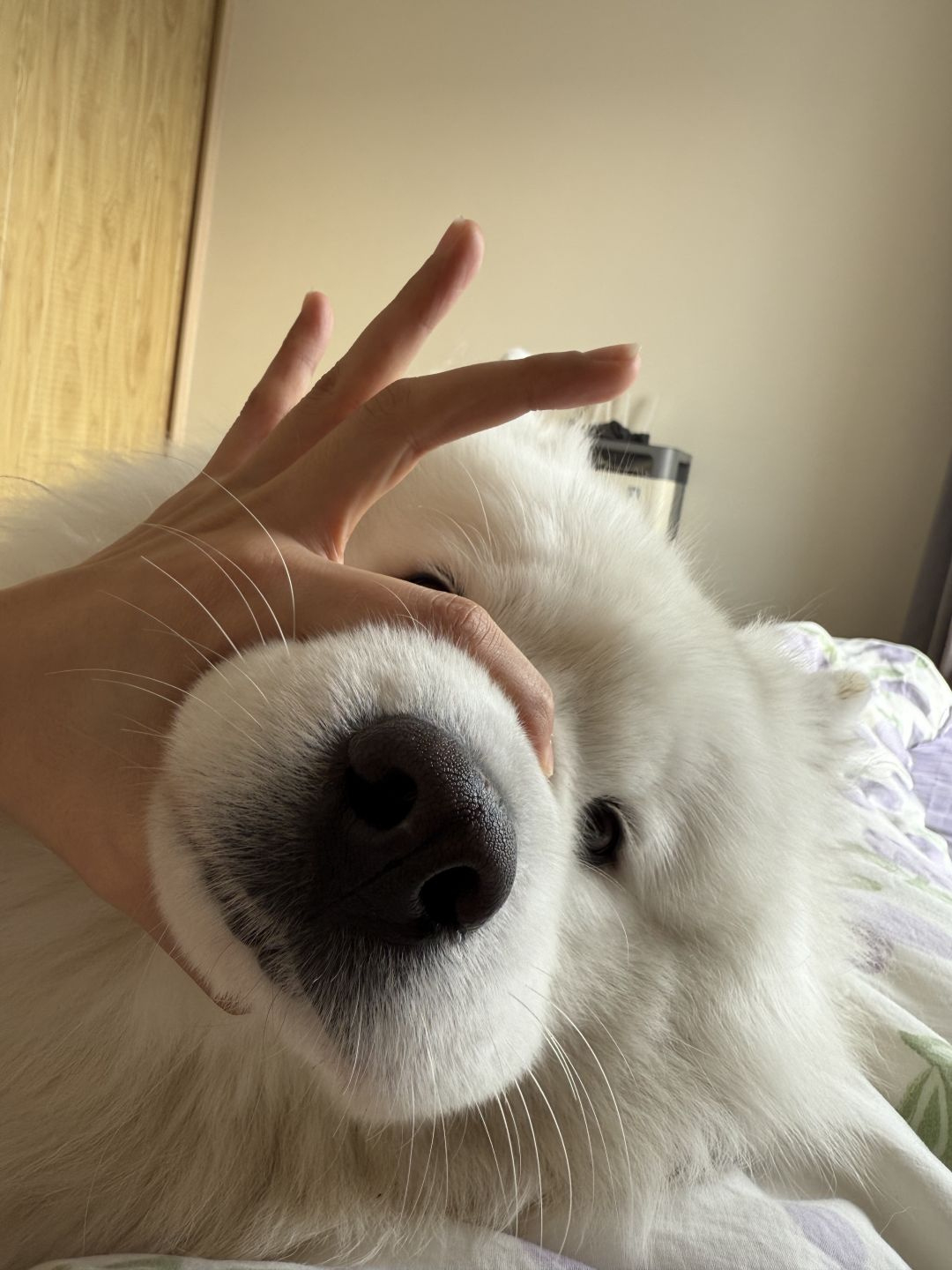 萨摩耶的嘴筒子真的很好捏耶 