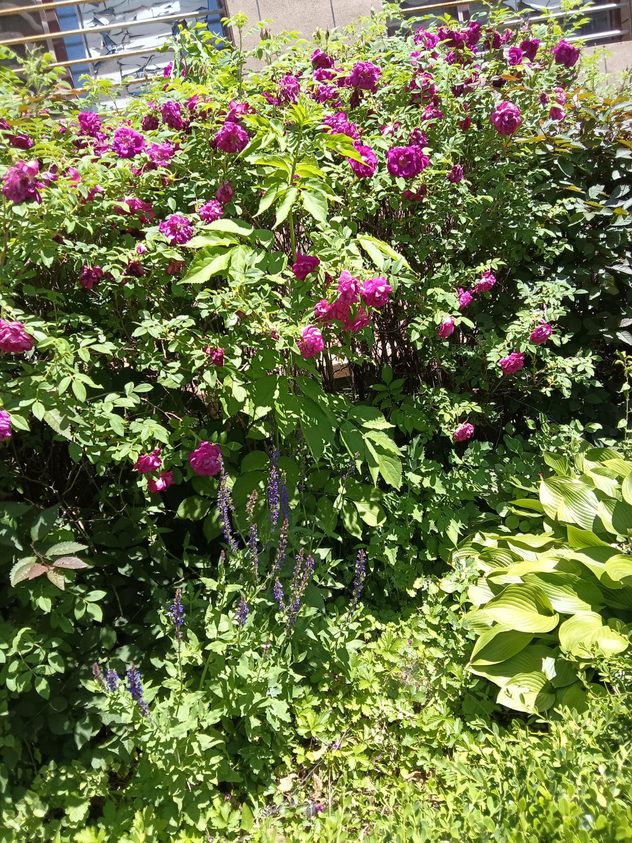 阳光下的紫色花海，绽放出迷人的色彩！🌸🌞