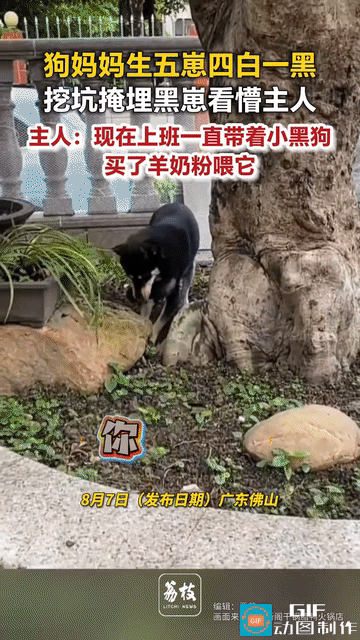 网友惊呆了:广东佛山，女子家的母狗狗生了5个小狗崽，4白一黑，有一个白的没活下来