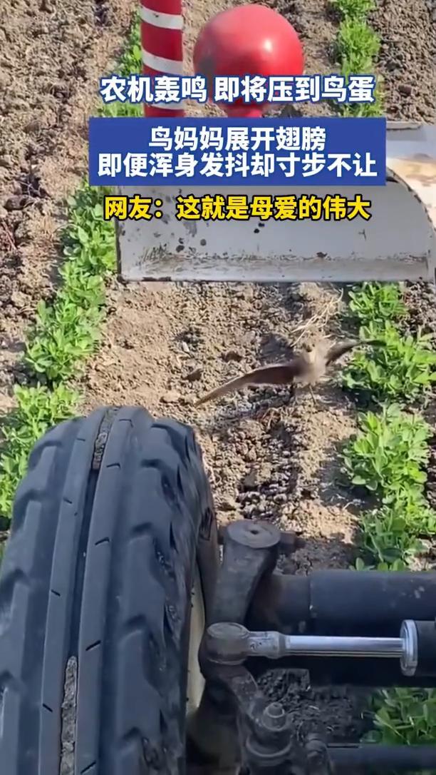 农机轰鸣即将压到鸟蛋，鸟妈妈展开翅膀，即便浑身发抖却寸步不让。网友：这就是母爱的