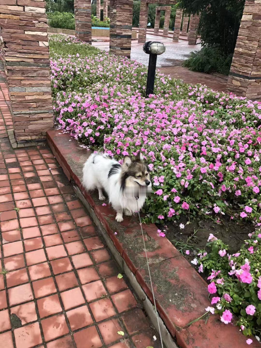 “狗不嫌家贫”是真的吗是真的纵使家徒四壁，它眼中的你仍是全世界。