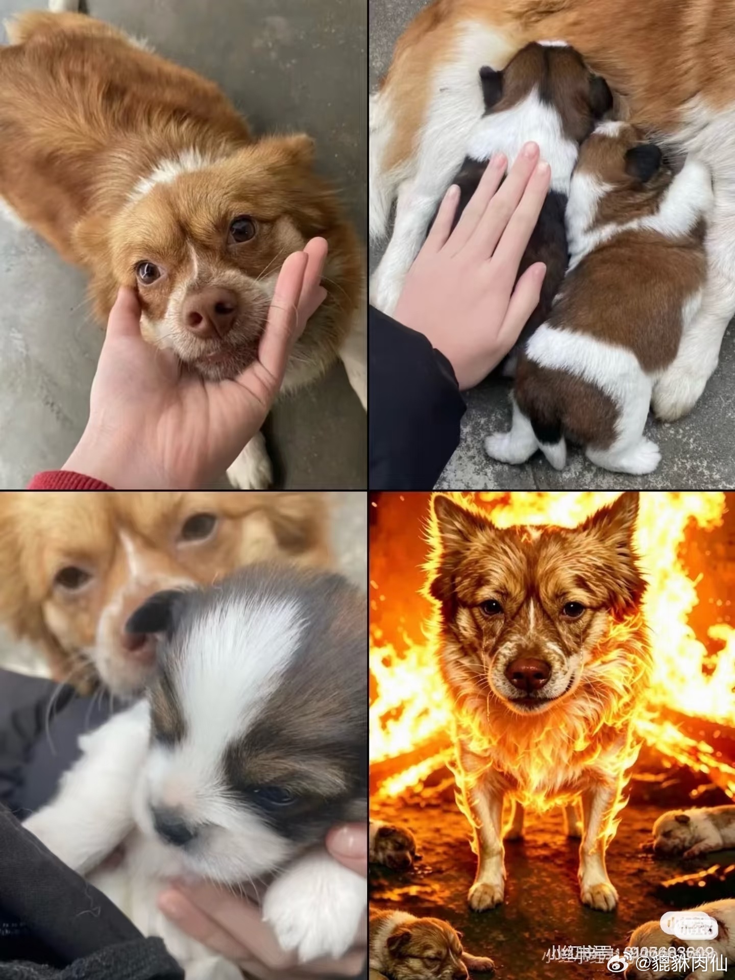 那么可爱的狗妈和宝宝，却这样死于非命。 