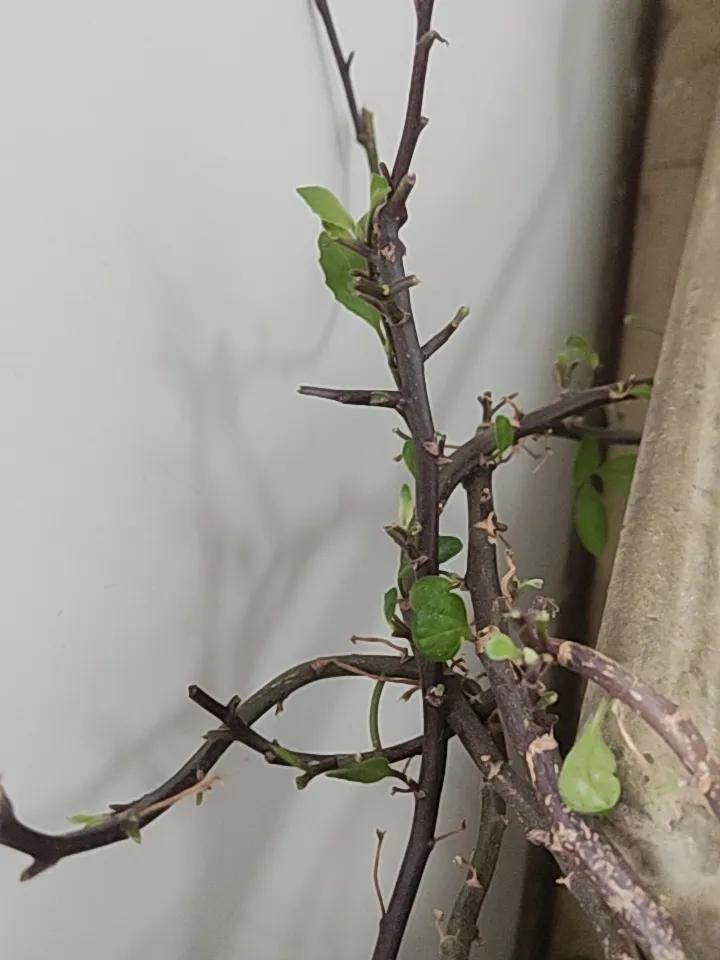 这世道儿，老鼠也知道吃药吗？养的一颗神仙草🌿，说是可以降三高的。今年本来就不旺