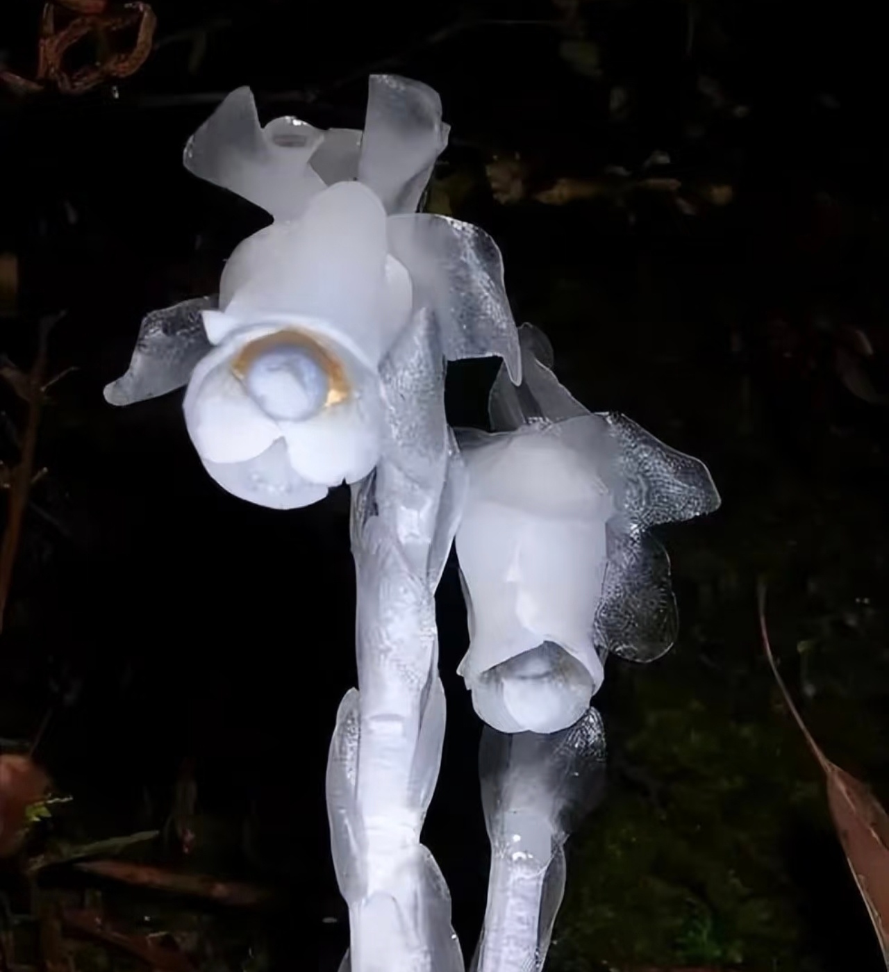 河南发现300多株冥界之花水晶兰啊，居然有这奇花？有就有吧，别公布了，你这一公布