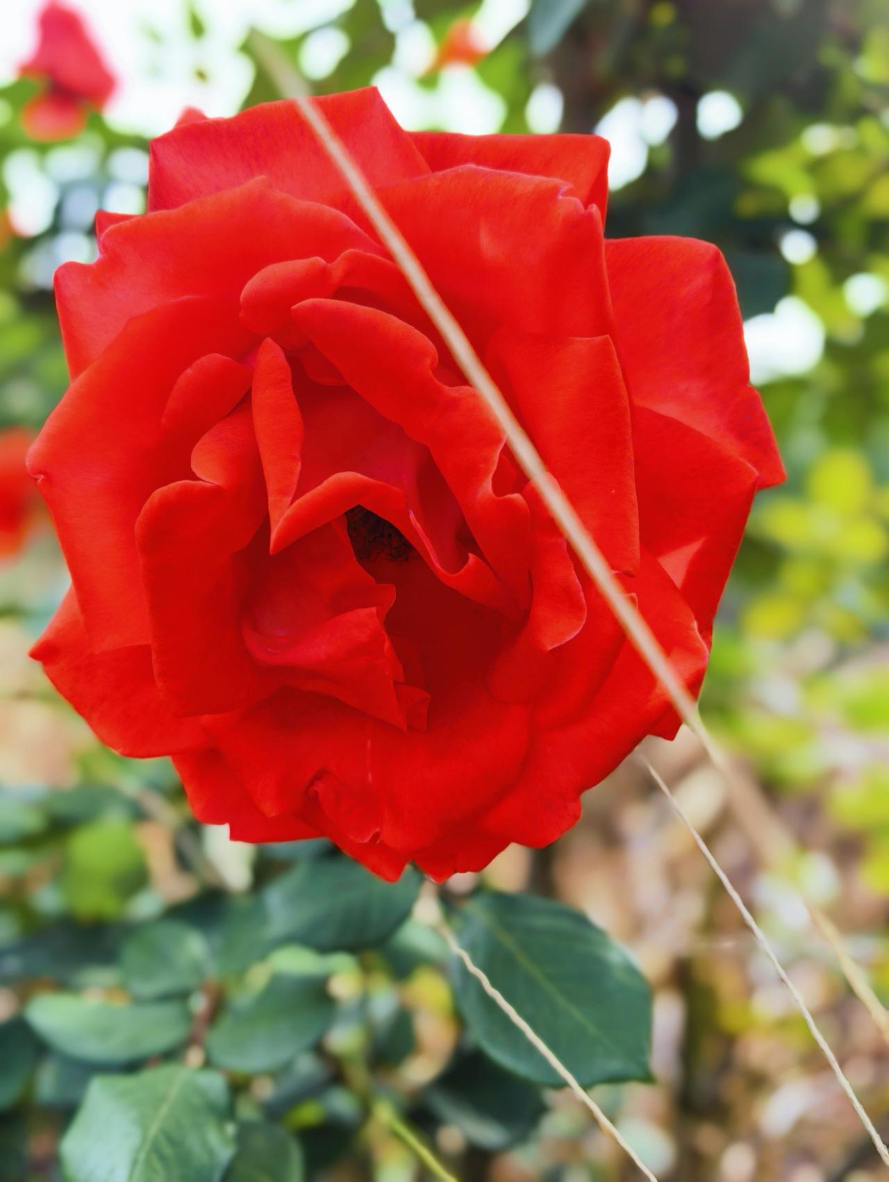 上联：春赏百花齐放；
下联：夏听千荷鼓蛙。