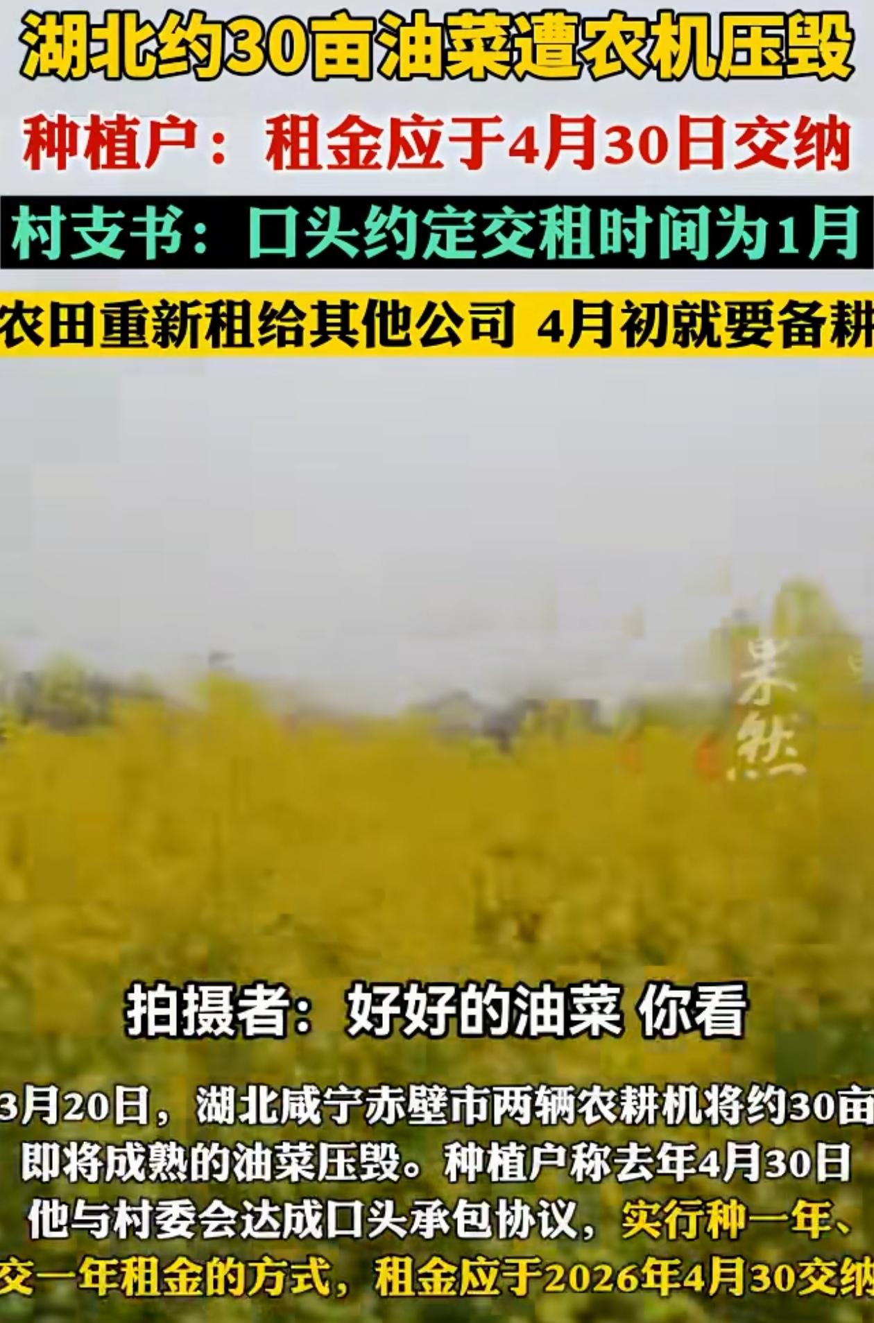 “有必要吗？”湖北咸宁，农户自家种的30亩油菜花马上就能收了，却有人开来两辆农耕