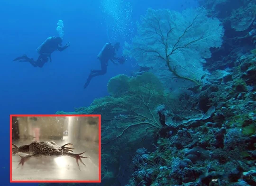  
 
试想一个失去肢体不再是永久性创伤的世界——这一震撼愿景，正让“珊瑚DNA