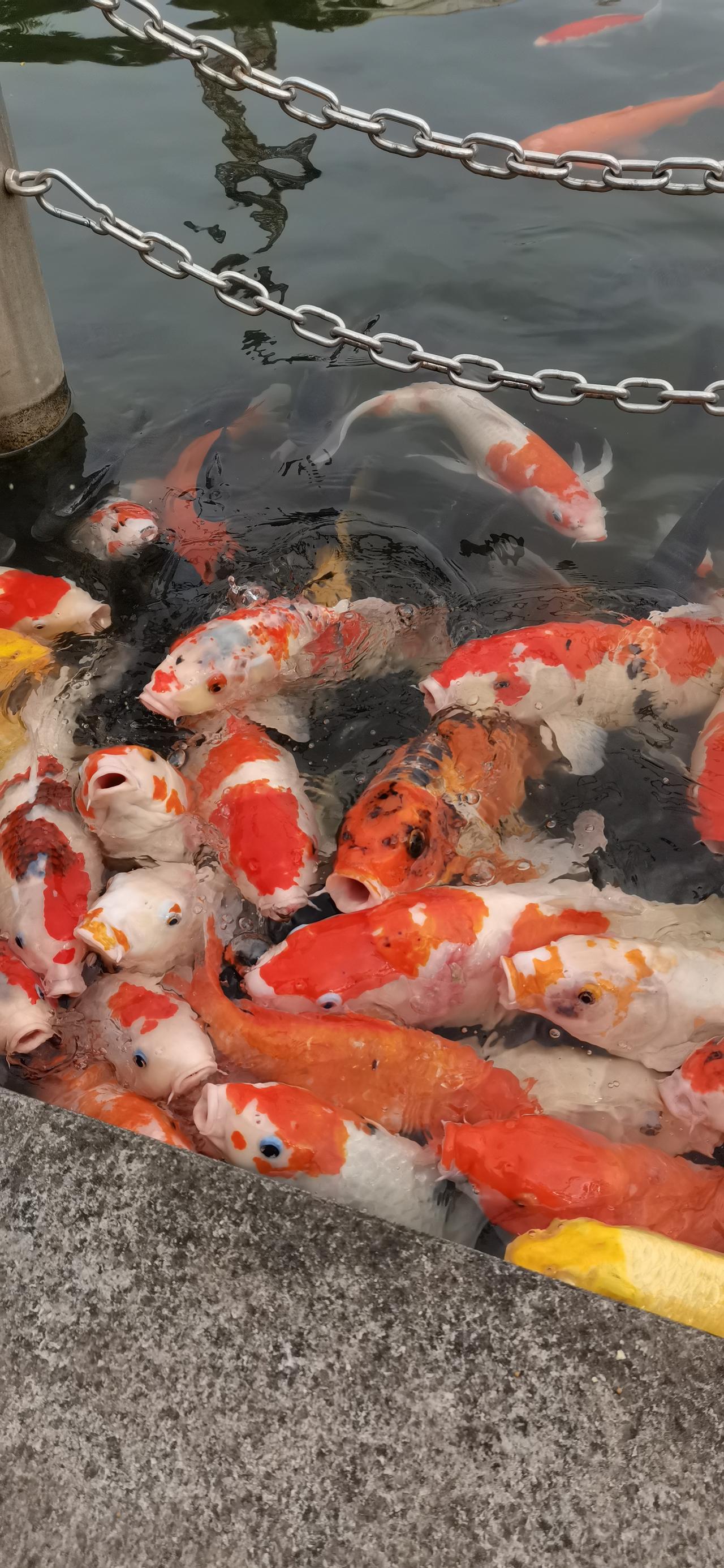 中国海油今天早盘为什么在9点25分下单买入没有成功？
今天早上我看到股价高开价3