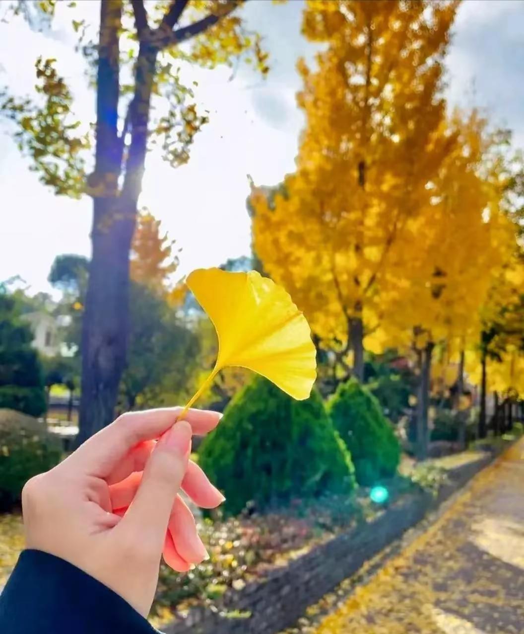 偶尔听到几句歌词：爱都是开始的很美丽，结束的没道理，想想是很可惜。