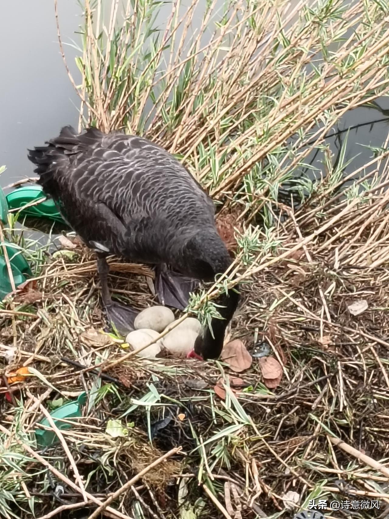 我还真见过黑天鹅孵蛋的场景，那画面特别温馨。之前去公园游玩，在湖边看到一只黑天鹅