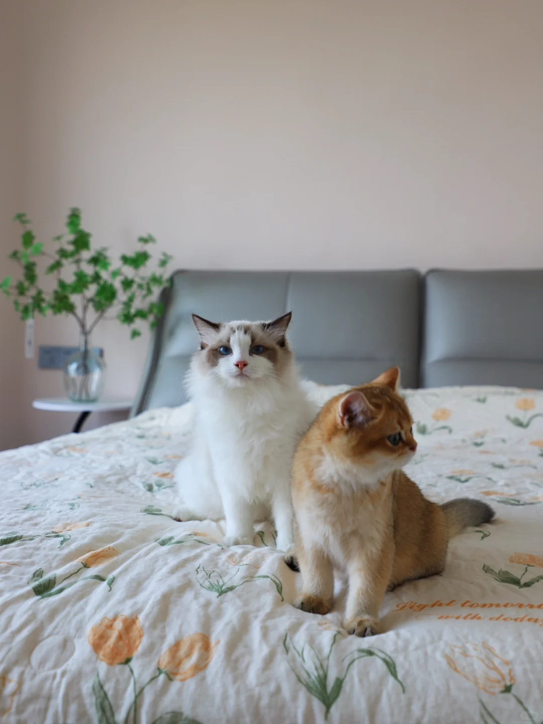 小猫咪的神仙友情