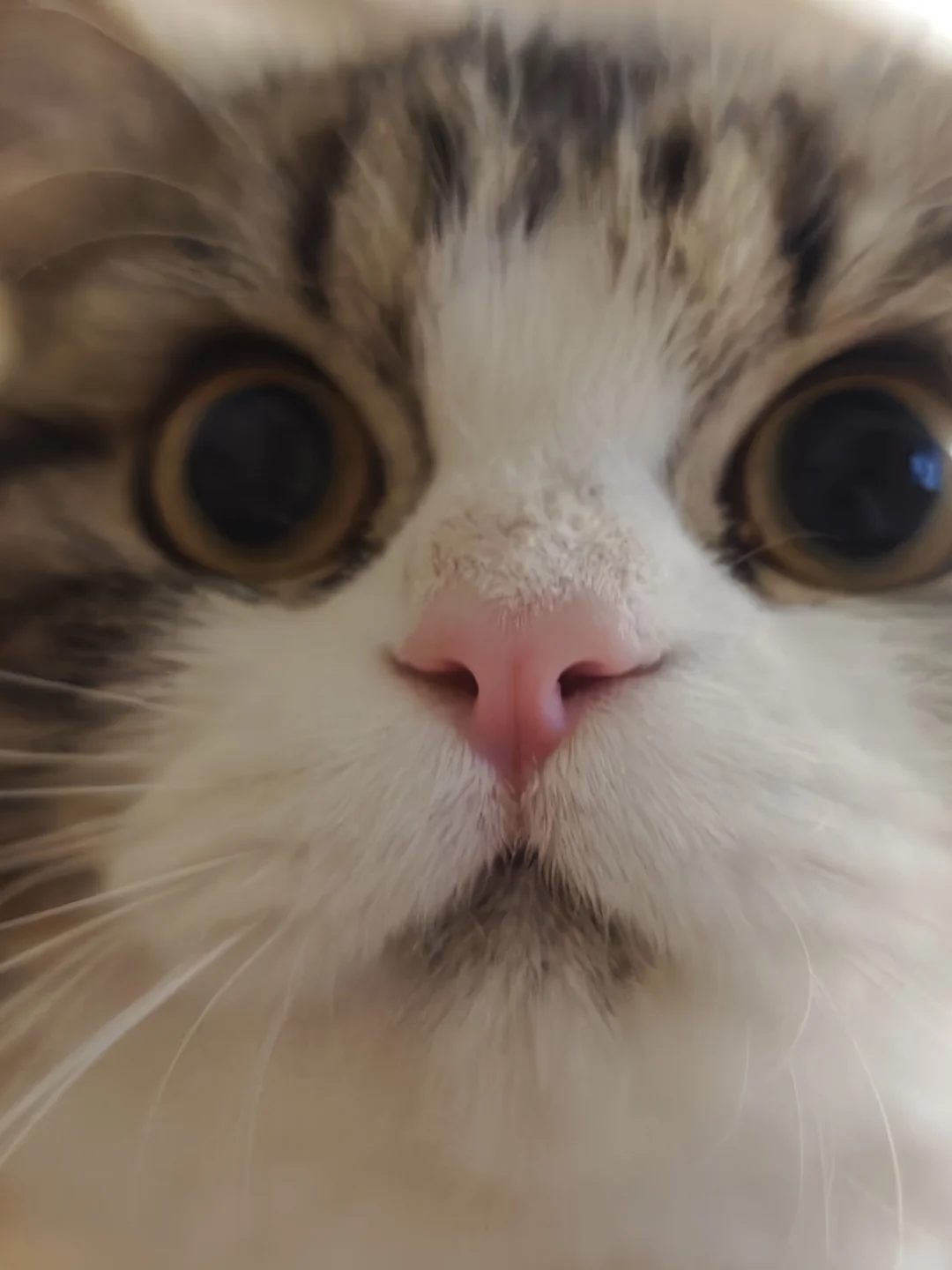 请接收小猫的自拍🤳！