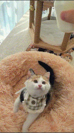 一看见主人冲好了奶，小猫急得顺着桌布往上爬，急匆匆赶回自己小窝里。
乖乖仰着头眼