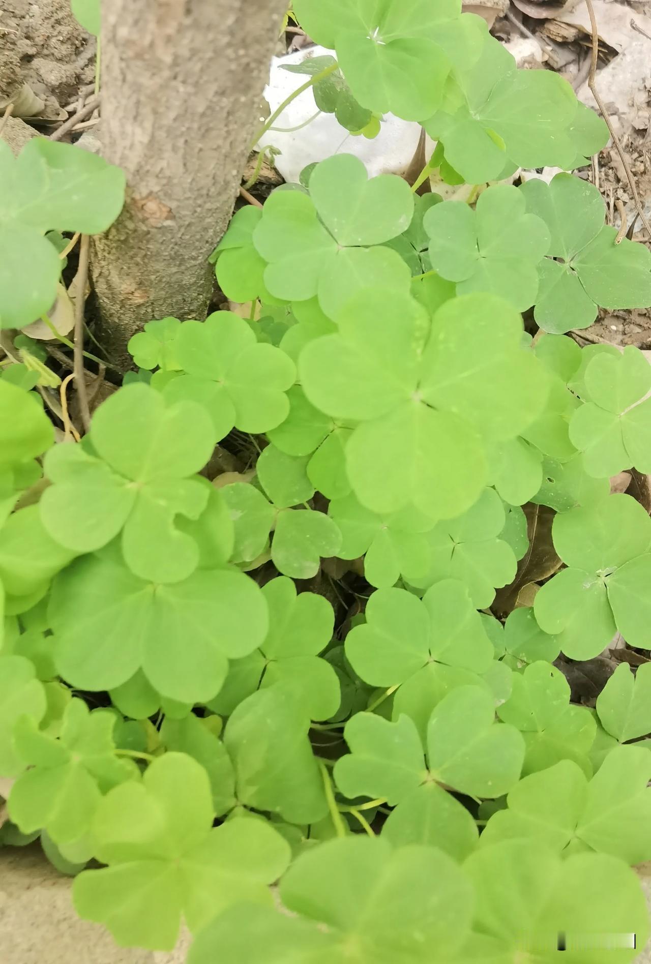 绿肥红瘦正当时，满眼绿意皆盎然……