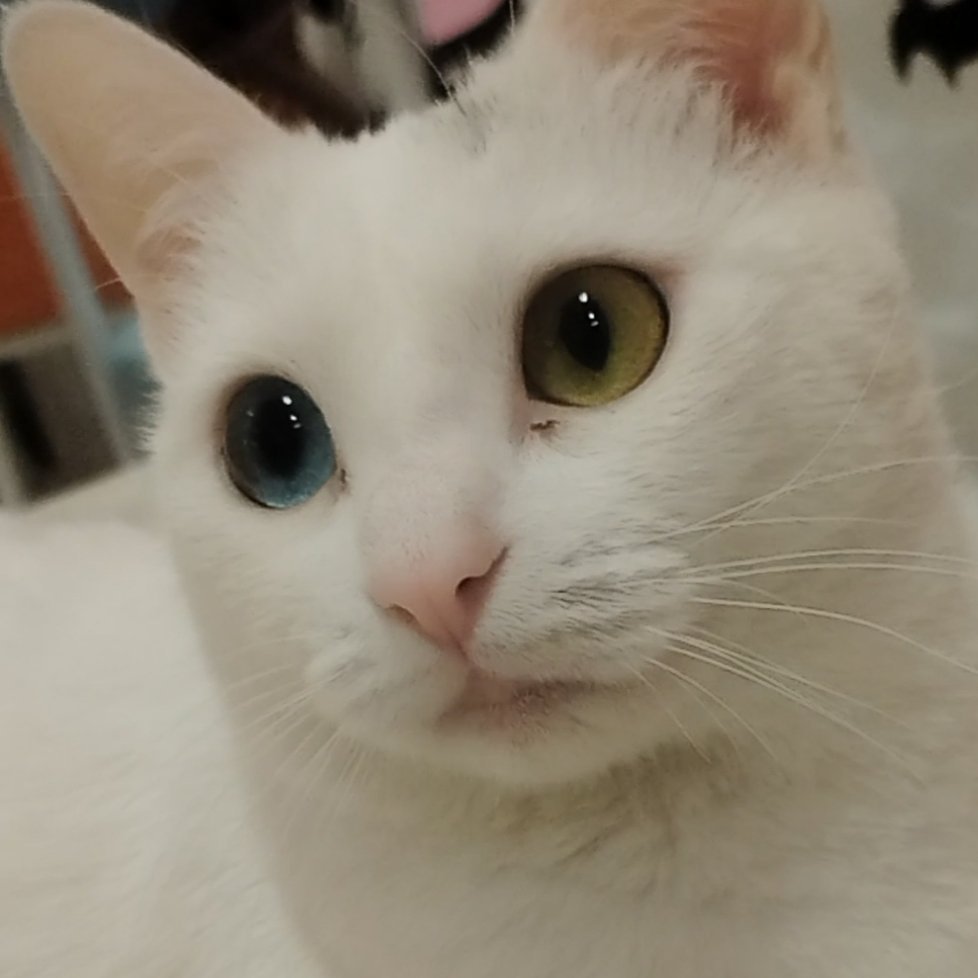 www 拼豆店里的这只猫猫我恋恋不忘……🥹🥹 