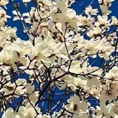 一枕清梦，菊影横窗。秋光未老，岁月初长。谁的离去，断鸿影，几许寒凉，入诗行。寒意