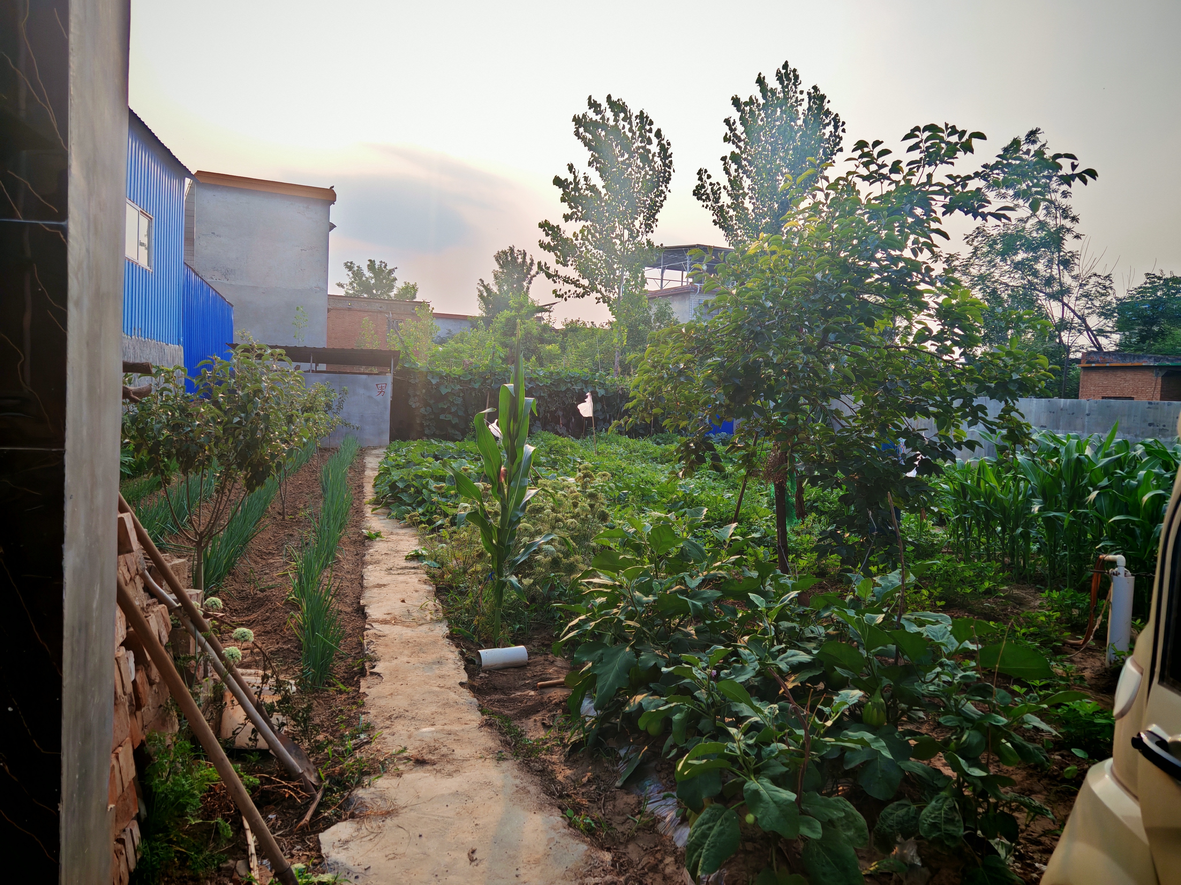 我家的小菜园 
