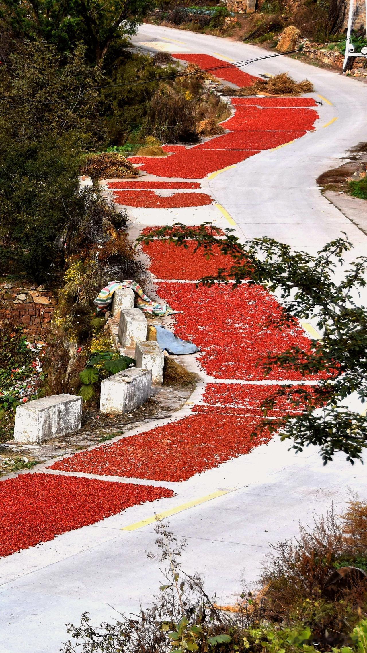 时下南太行，正是花椒成熟季节，随处可见采摘花椒的乡亲。成熟的花椒透着浓郁的椒香，