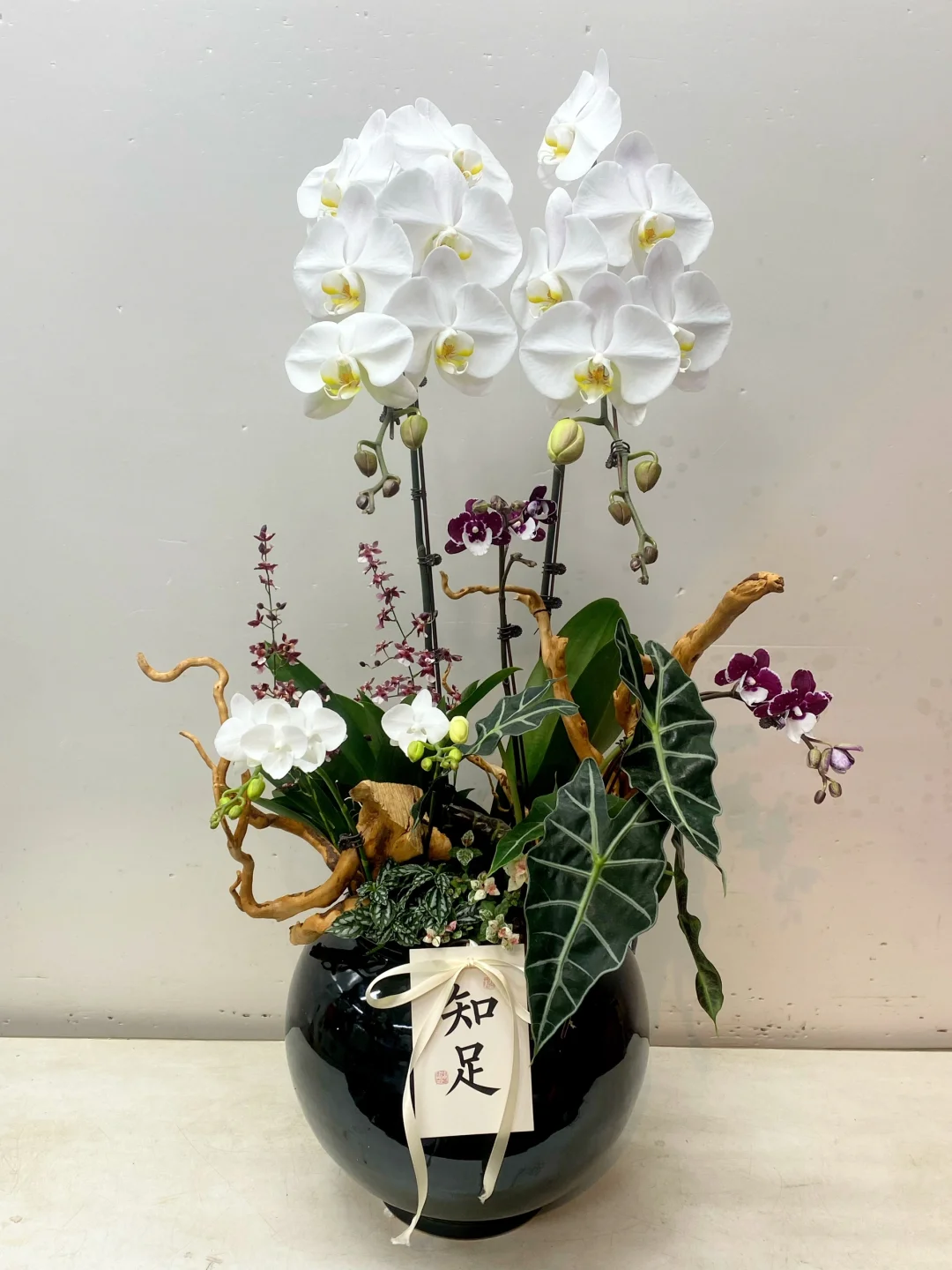 做100款与众不同的龙兰组合No.1