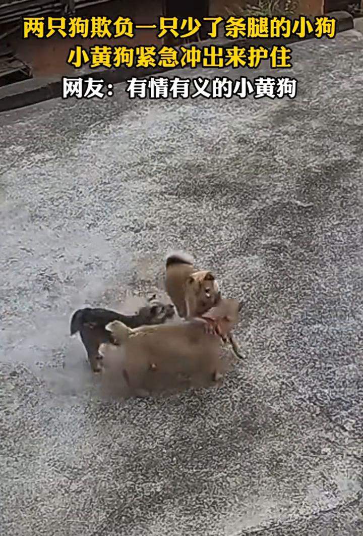 两只狗欺负一只少了条腿的小狗，小黄狗紧急冲出来护住。
网友：有情有义的小黄狗。