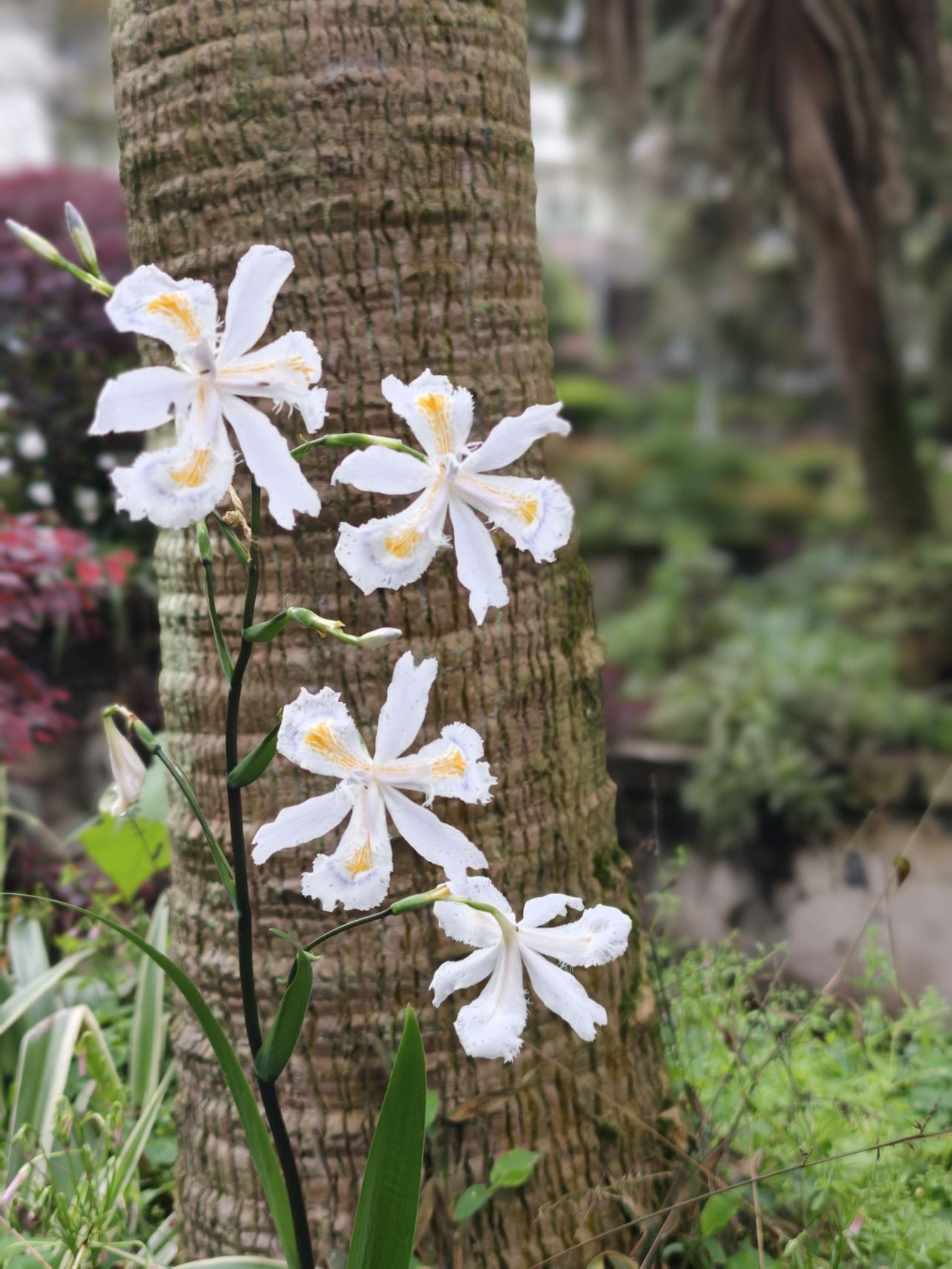 百步之内，必有芳草。我家附近，路边的野花，好漂亮。