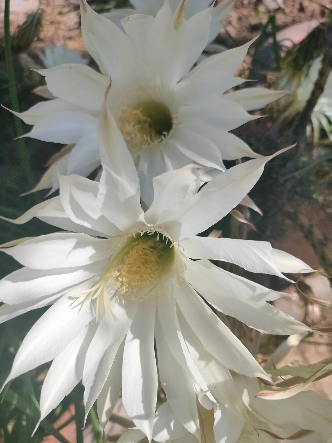 分享绝美花朵猜猜什么花？