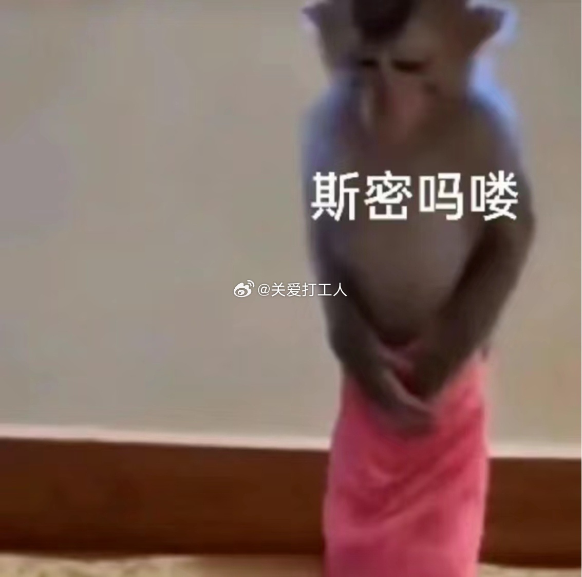 这个天气应该冬眠 不应该出来打工 ​​​