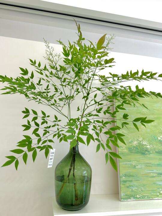 终于等到你🤭小森林南天竹新叶片开始发货啦