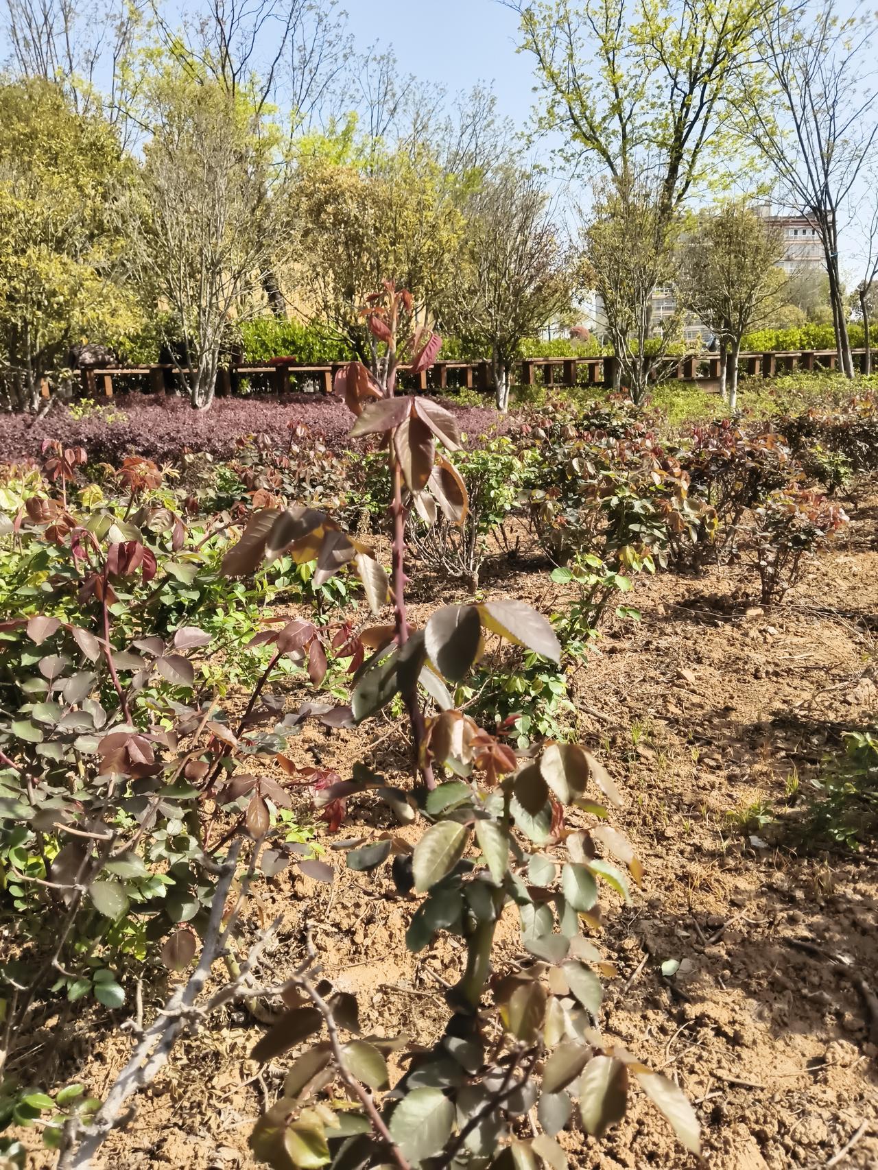 记录我的2026这两天专门跑月季园看了看。月季花儿还早着呢。以后每周来一趟。估计