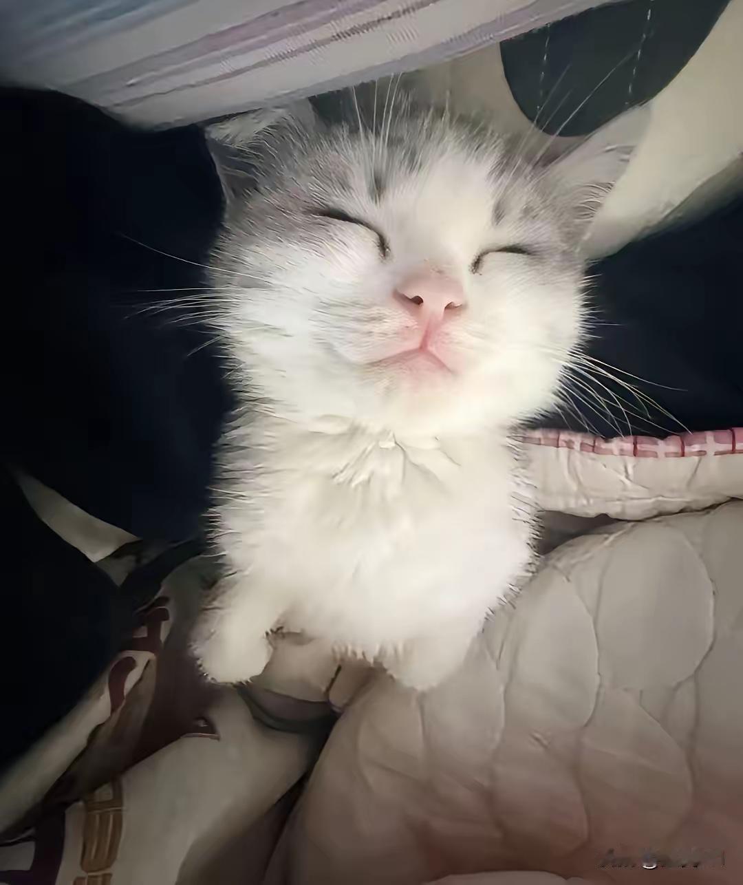 一只可爱的小幼猫竟被活活摔死，看到这个视频真气的浑身发抖，这是啥样的畜生能干出这