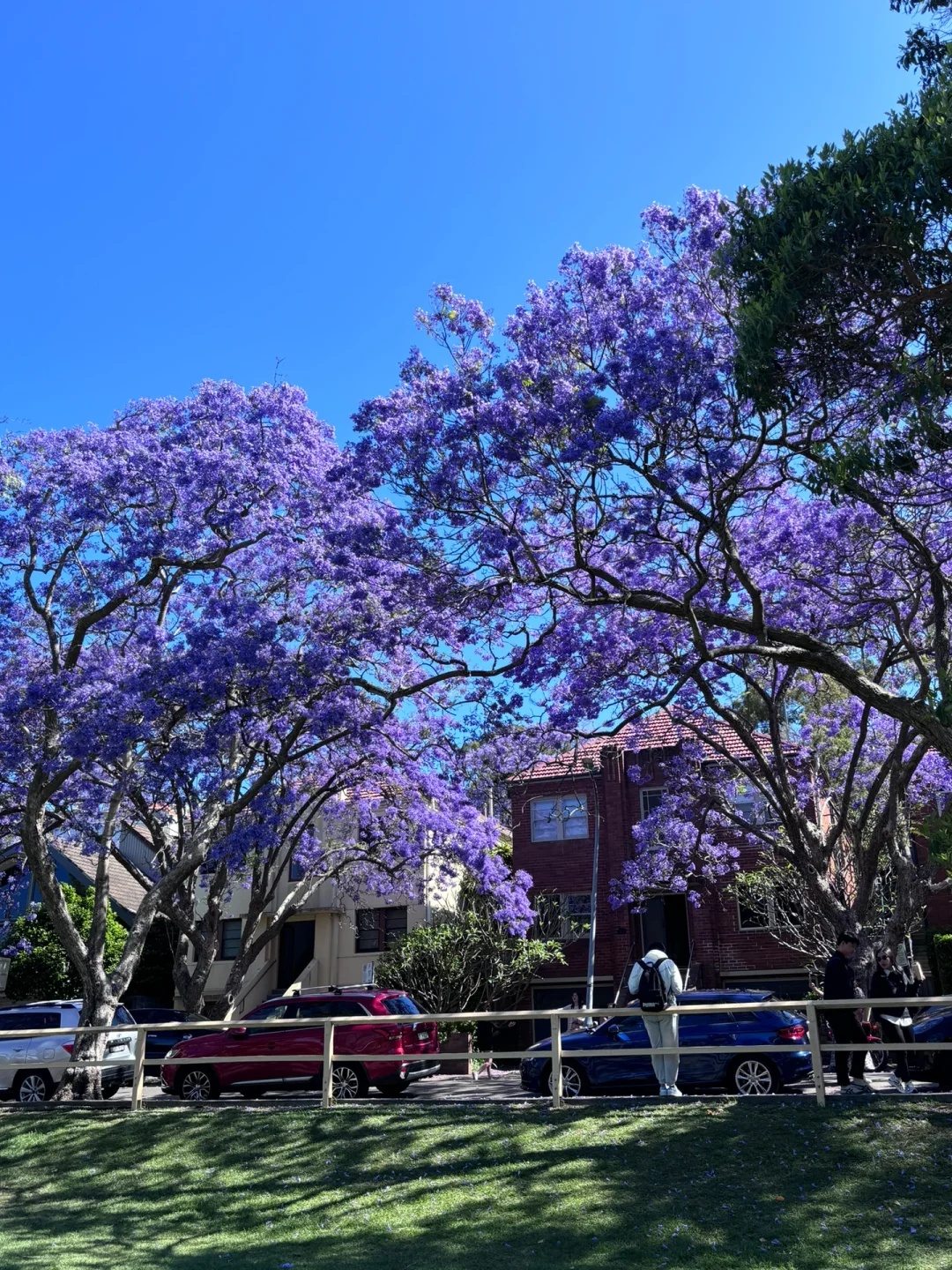 🇦🇺悉尼的春天