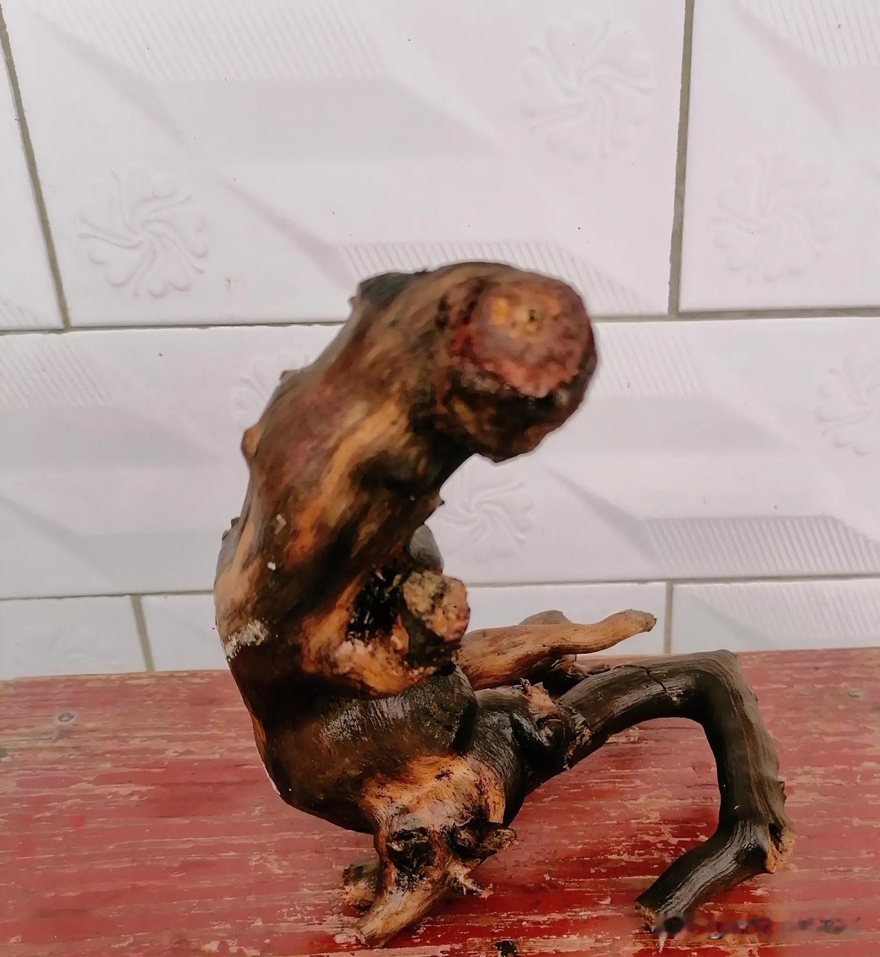 《好像是在自看手相：检来一块弥猴桃根，还挺结实的。如果按此图做个雕塑，也可以说是