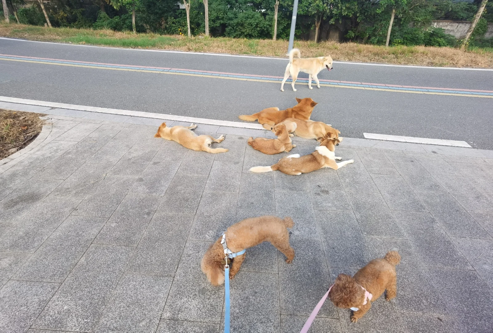 突然就打扰了大哥们睡觉😅同色系本家小狗