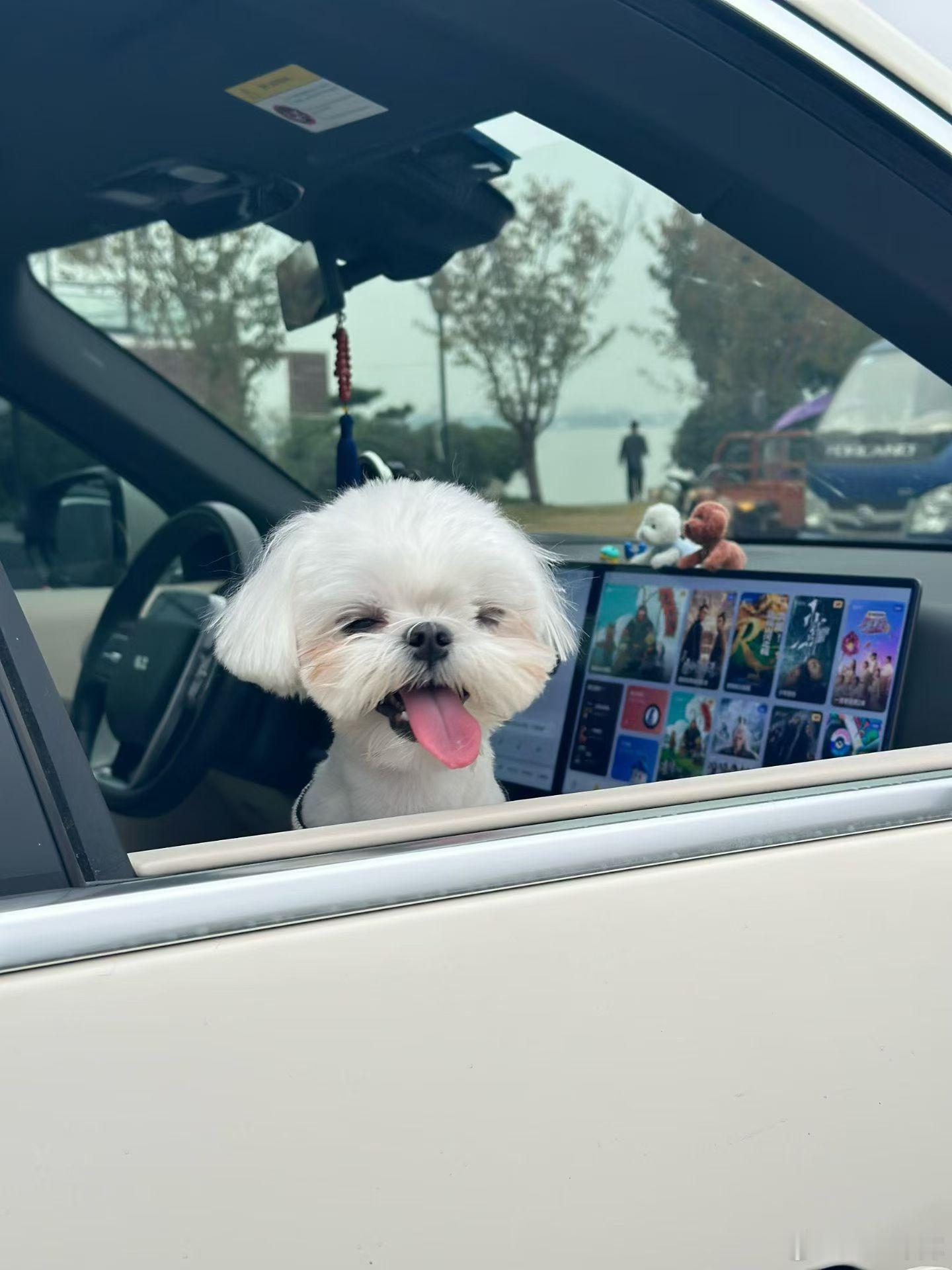 一只超级可爱的小狗 