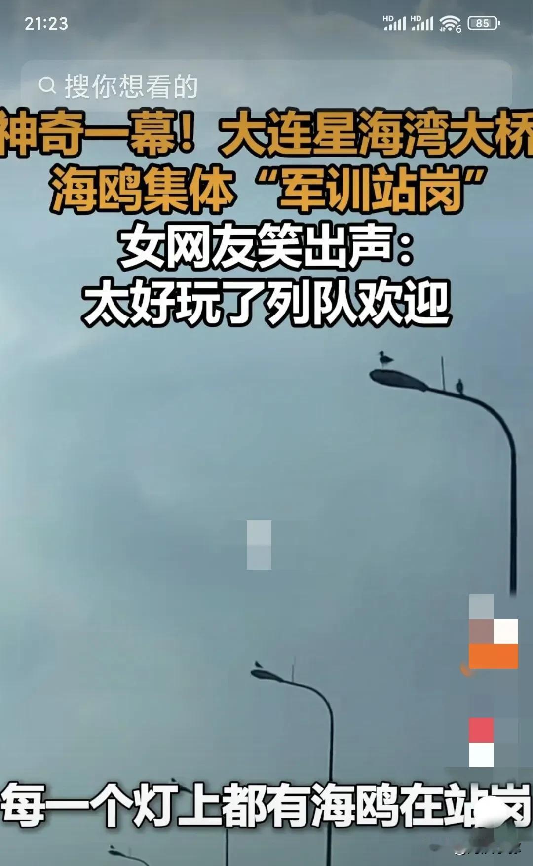 大连星海湾大桥上的海鸥奇观：自然与建筑的和谐共鸣

近日，一段视频在网络上引起了
