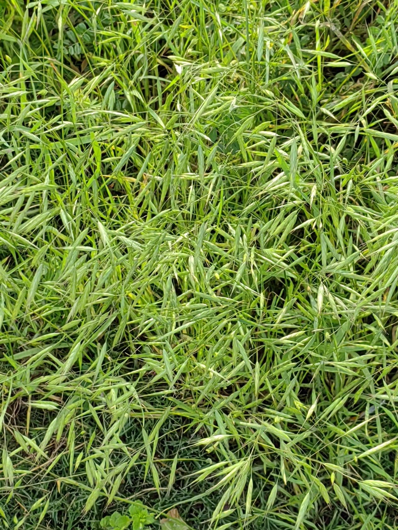 项羽很能打，可谓古来第一人，如果说项羽没脑子，太对不起“破釜沉舟”了，韩信“背水