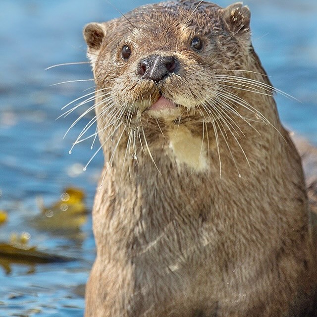 水獭 哈哈这位摄影师说，他在野外拍摄的獭獭眼神都特别不好~基本你能看见的这种好奇
