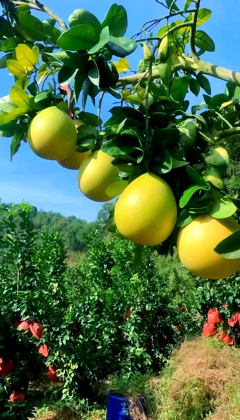 广东大埔秋日顶流✨蜜柚丰收季攻略🍋
秋天的广东大埔，是被柚子香包裹的温柔小城！