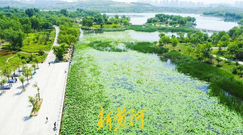 5月12日， 初夏时节的济南华山历史文化湿地公园迎来了一抹清新雅致的景色。围绕华