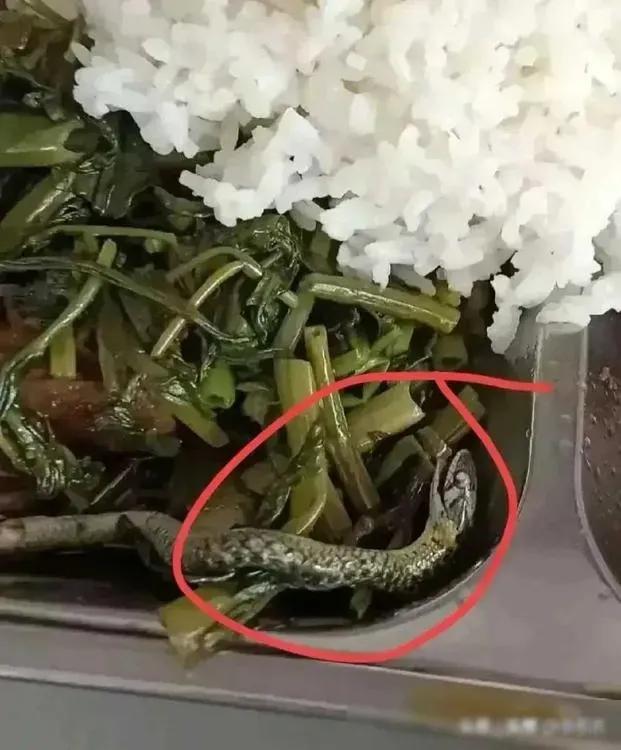广东快餐店惊现“蛇影”饭菜中！店家解释是黄鳝误入，顾客却心有余悸！食品安全引热议