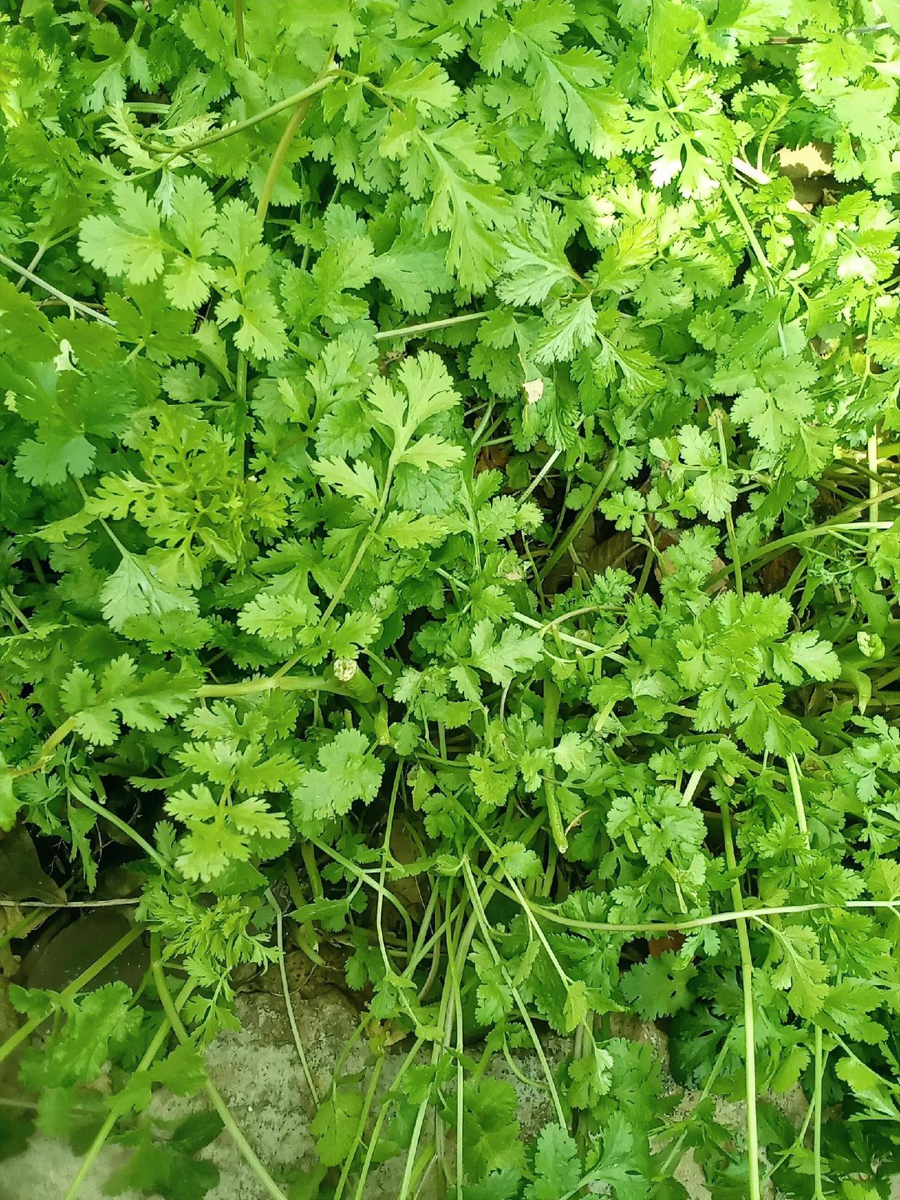 这丛香菜，让我想起“小众”的坚持。它的味道爱憎分明，有人视若珍宝，有人避之不及，