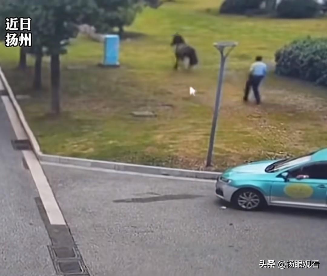 谁能想到在扬州文昌路逛街，还能偶遇一匹出逃的野马当街溜达，属实是开眼了！这匹棕色