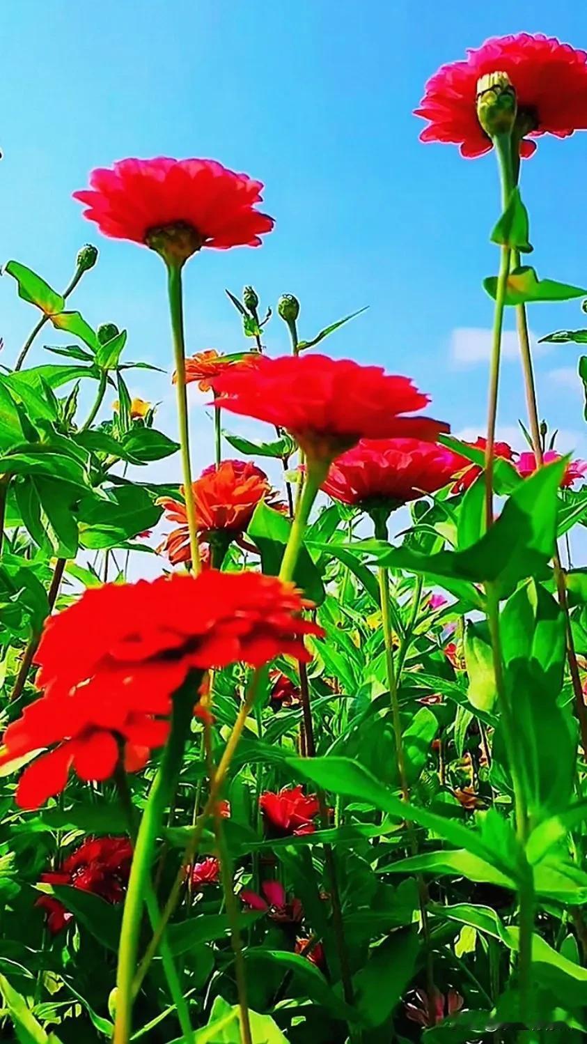 #那些好看的花花草草#
花花草草的世界总是充满着无尽的魅力。娇艳的玫瑰绽放热情，