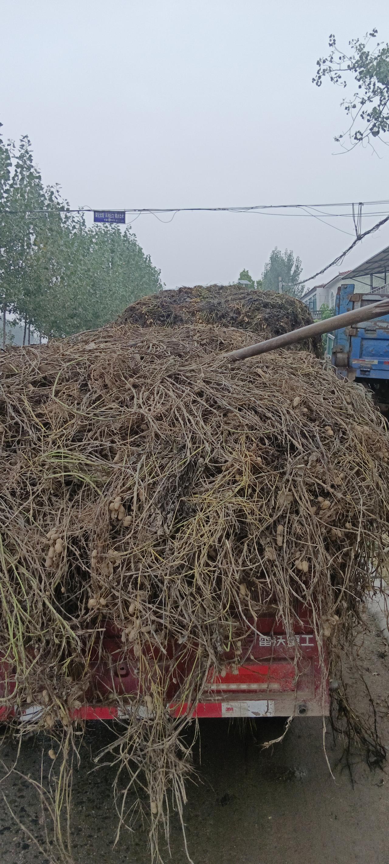 一四轮车花生，打打三百块钱划算吗？


今天一早别人都开始了，要是摘摘需要一个